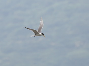 Greater Crested Tern Ishigaki Island Mon, 5/20/2019