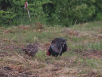 キジ 軽井沢野鳥の森 2019年6月6日(木)