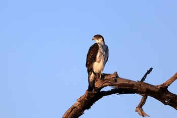 African Hawk-Eagle