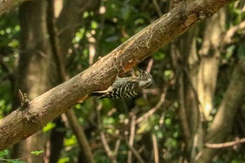 コゲラ 三ツ池公園(横浜市鶴見区) 2019年6月6日(木)