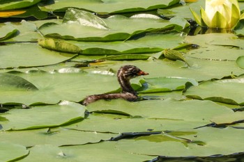 カイツブリ 三ツ池公園(横浜市鶴見区) 2019年6月6日(木)