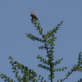 Meadow Bunting 浅間高原しゃくなげ園 Thu, 6/6/2019