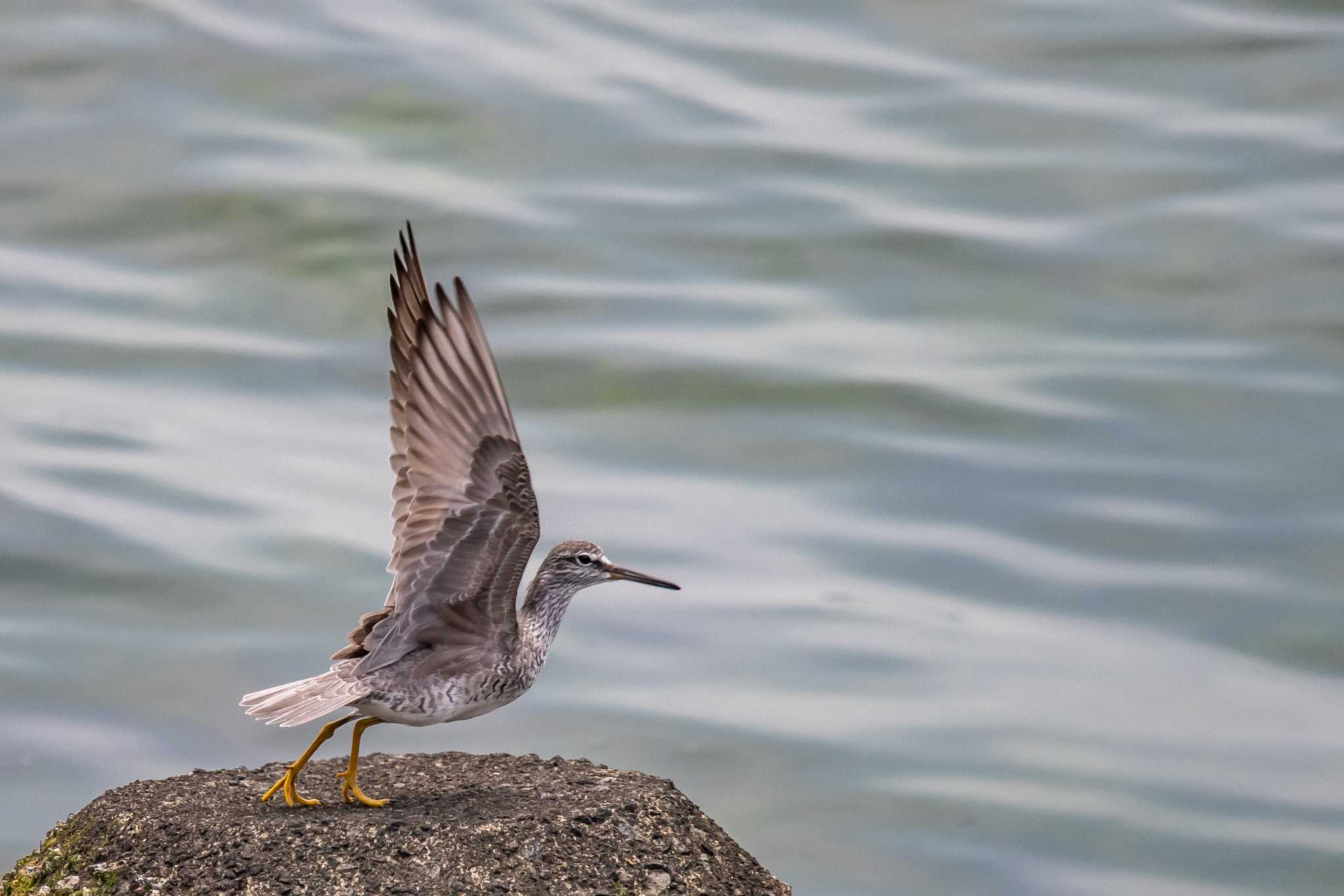 Photo of Grey-tailed Tattler at 加古川河口 by ときのたまお