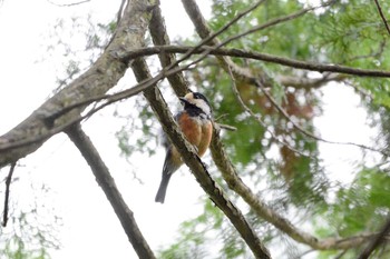 Varied Tit 段戸裏谷 Thu, 6/6/2019