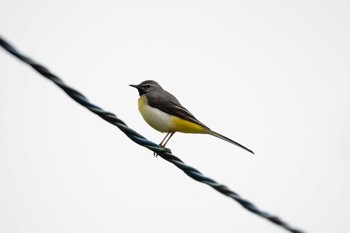 Grey Wagtail 段戸裏谷 Thu, 6/6/2019