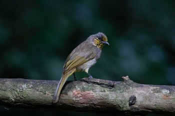 Stripe-throated Bulbul Kaeng Krachan National Park Fri, 5/31/2019