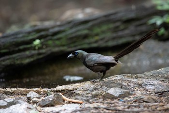 Racket-tailed Treepie Kaeng Krachan National Park Fri, 5/31/2019