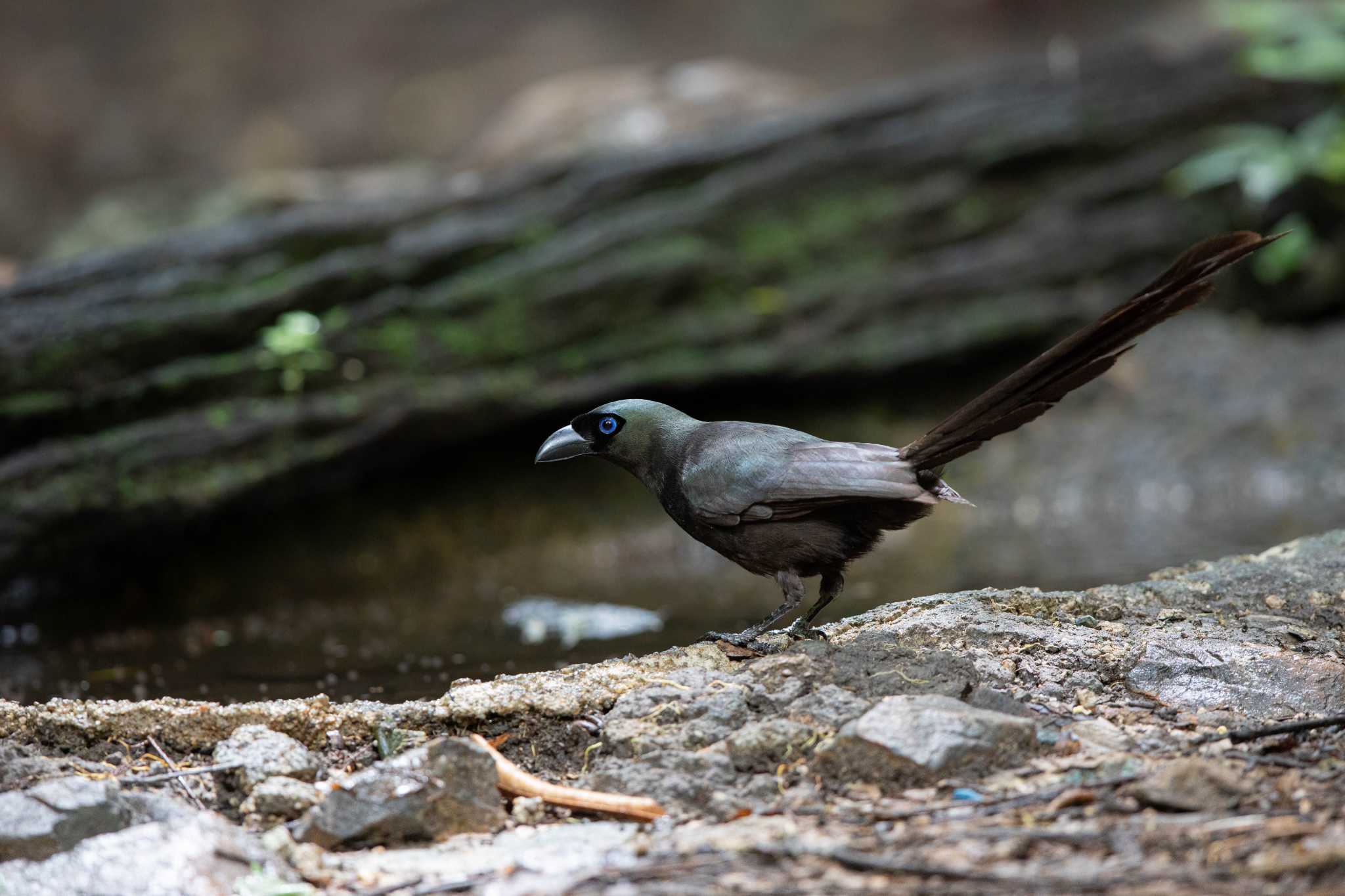 Photo of Racket-tailed Treepie at Kaeng Krachan National Park by Trio