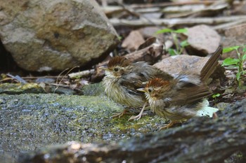 Puff-throated Babbler Kaeng Krachan National Park Sun, 6/2/2019