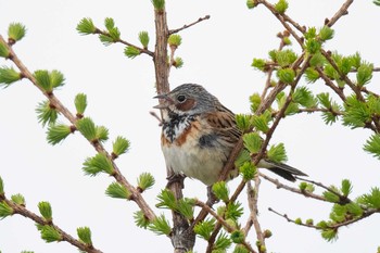 Chestnut-eared Bunting 長野県 Sun, 6/2/2019