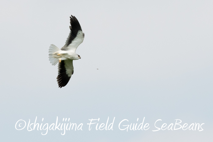 Black-winged Kite