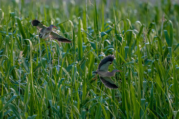 Yellow Bittern 福岡県 Wed, 6/5/2019