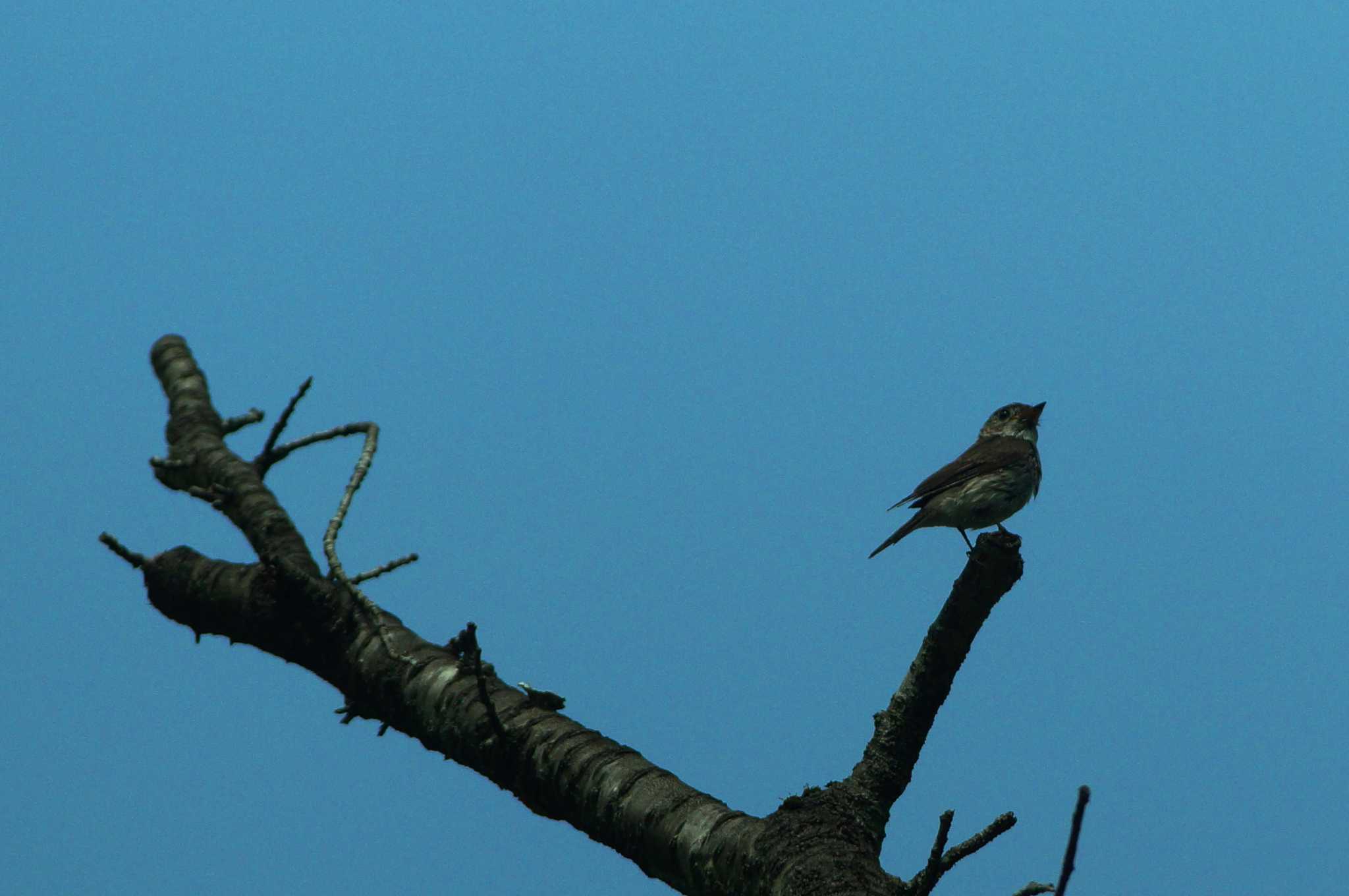 Photo of Asian Brown Flycatcher at 高尾山口駅 by bea