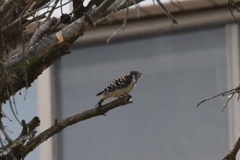 Japanese Pygmy Woodpecker Aobayama Park Thu, 6/6/2019