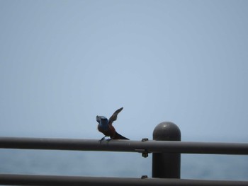 Blue Rock Thrush 長崎市弁天白浜海水浴場 Thu, 6/6/2019