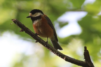 Varied Tit ささやまの森公園(篠山の森公園) Sun, 5/27/2018