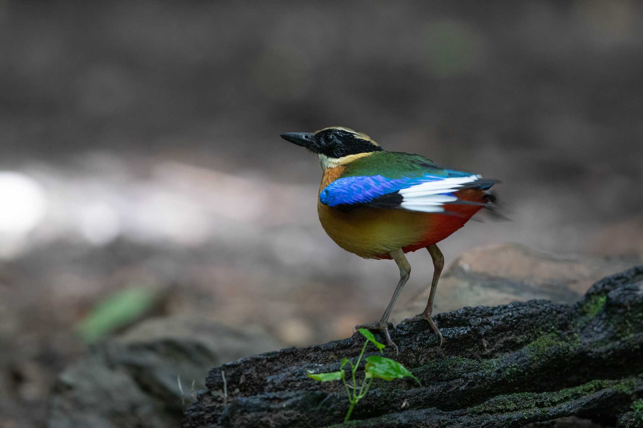 Photo of Blue-winged Pitta at Kaeng Krachan National Park by Trio