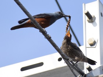 Blue Rock Thrush Unknown Spots Thu, 6/6/2019