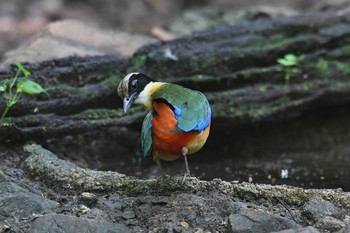 ミナミヤイロチョウ ケーン・クラチャン国立公園 2019年5月31日(金)