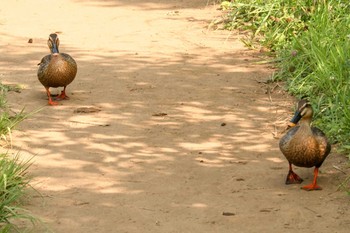 2019年6月1日(土) 舞岡公園の野鳥観察記録