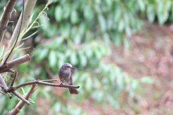 Brown-eared Bulbul Kasai Rinkai Park Sat, 6/8/2019