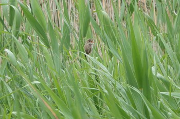 Oriental Reed Warbler Kasai Rinkai Park Sat, 6/8/2019