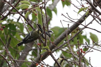 Japanese Tit Kasai Rinkai Park Sat, 6/8/2019