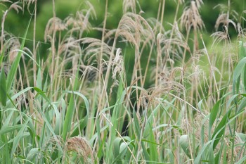 Oriental Reed Warbler Kasai Rinkai Park Sat, 6/8/2019