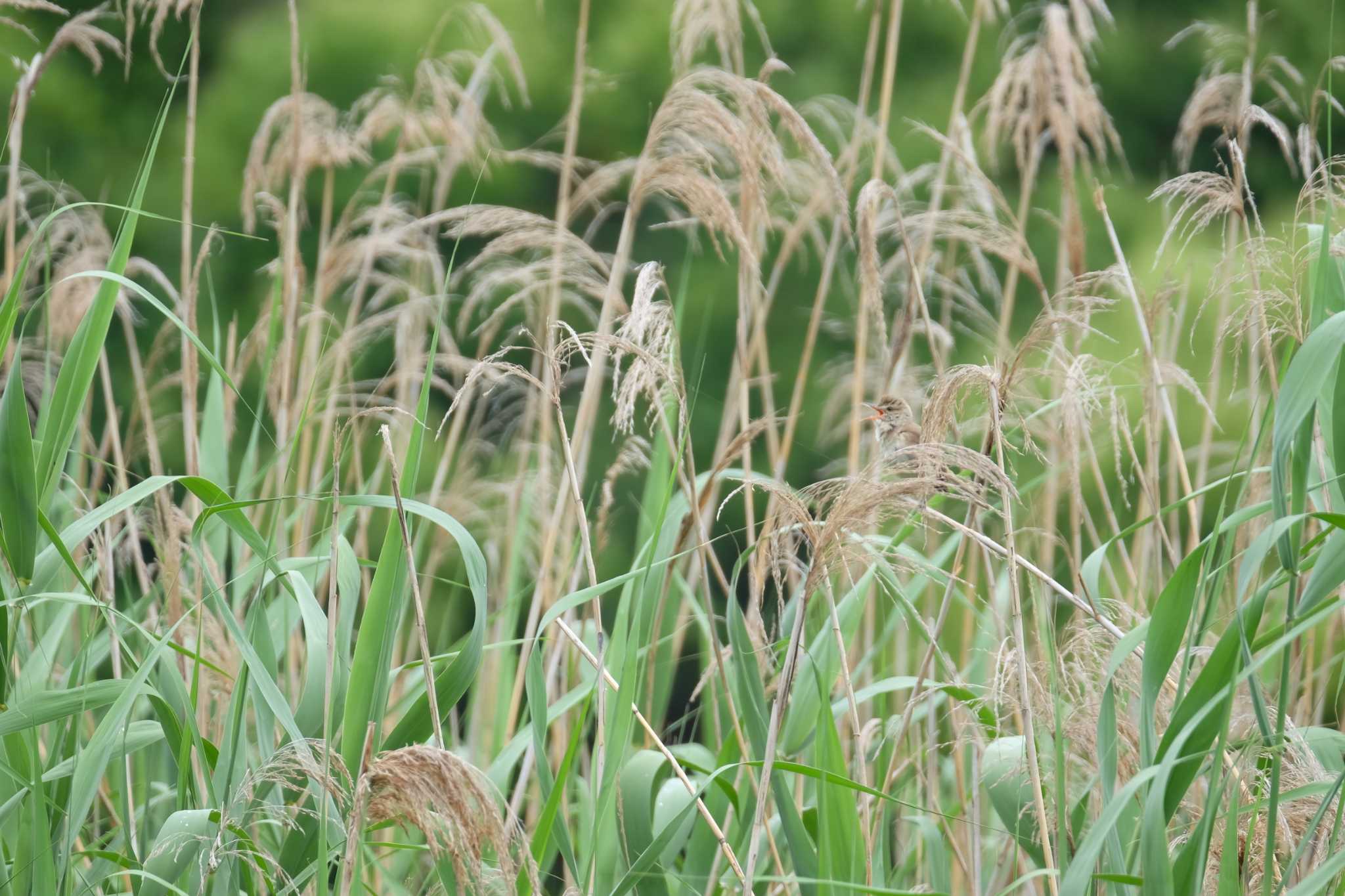 Photo of Oriental Reed Warbler at Kasai Rinkai Park by toru