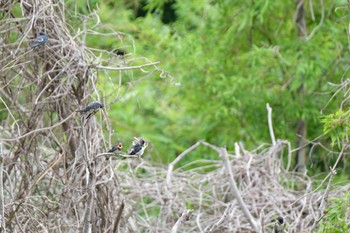 Barn Swallow Kasai Rinkai Park Sat, 6/8/2019