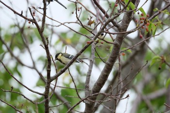 Japanese Tit Kasai Rinkai Park Sat, 6/8/2019