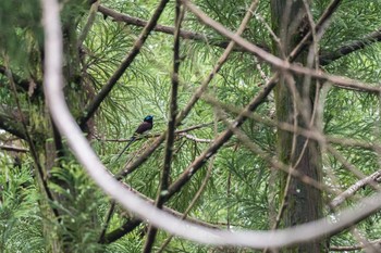 サンコウチョウ 多摩森林科学園 2019年6月8日(土)