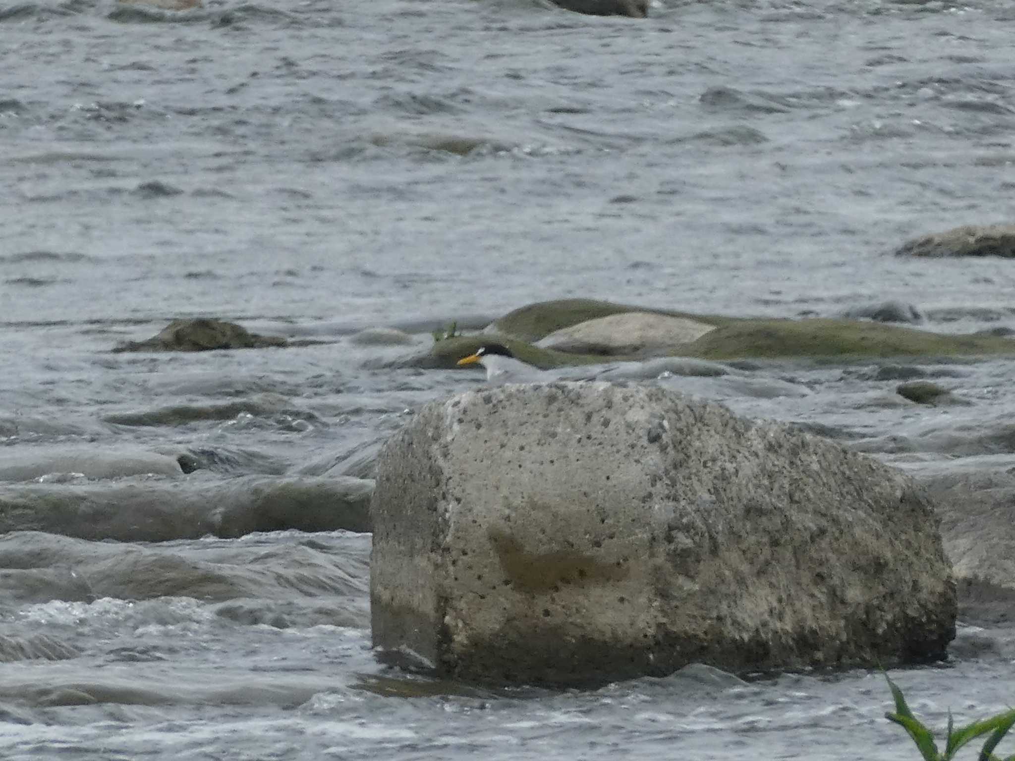 Little Tern