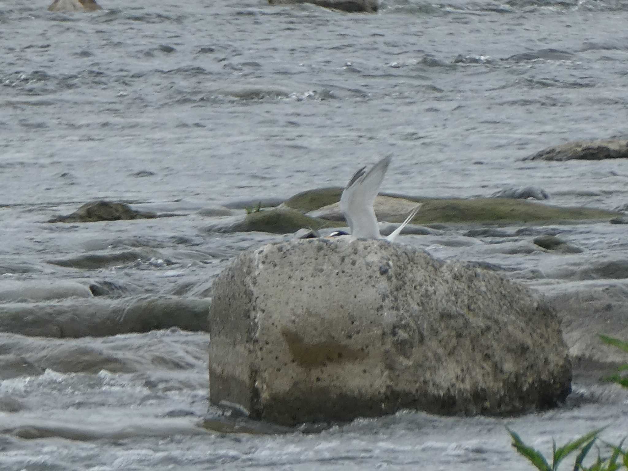 Little Tern