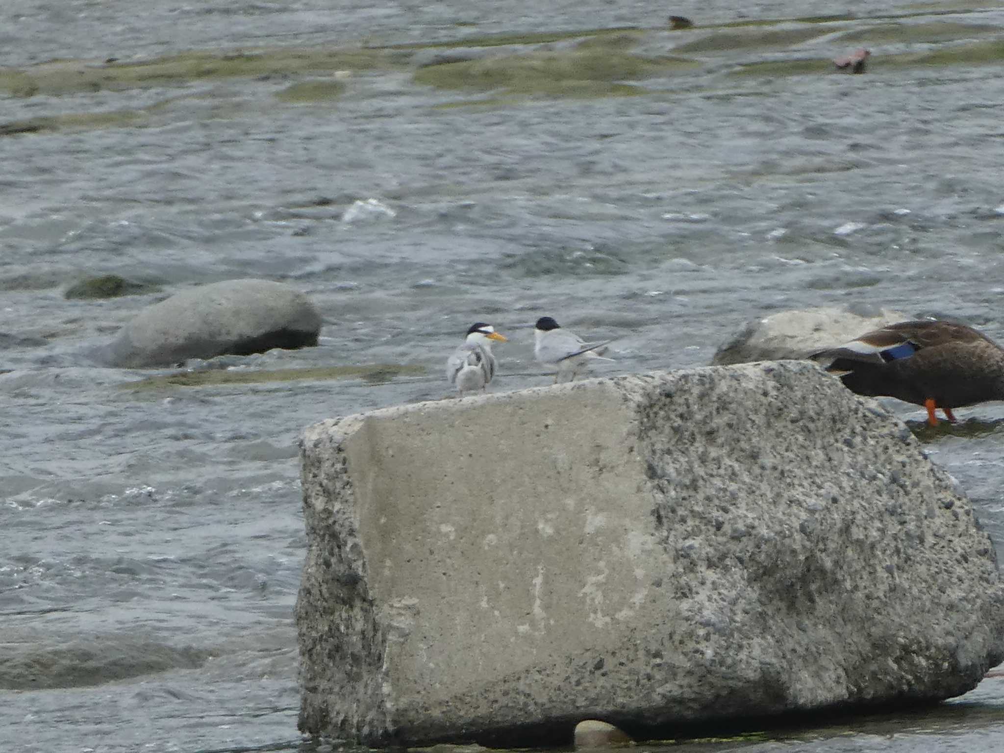 Little Tern