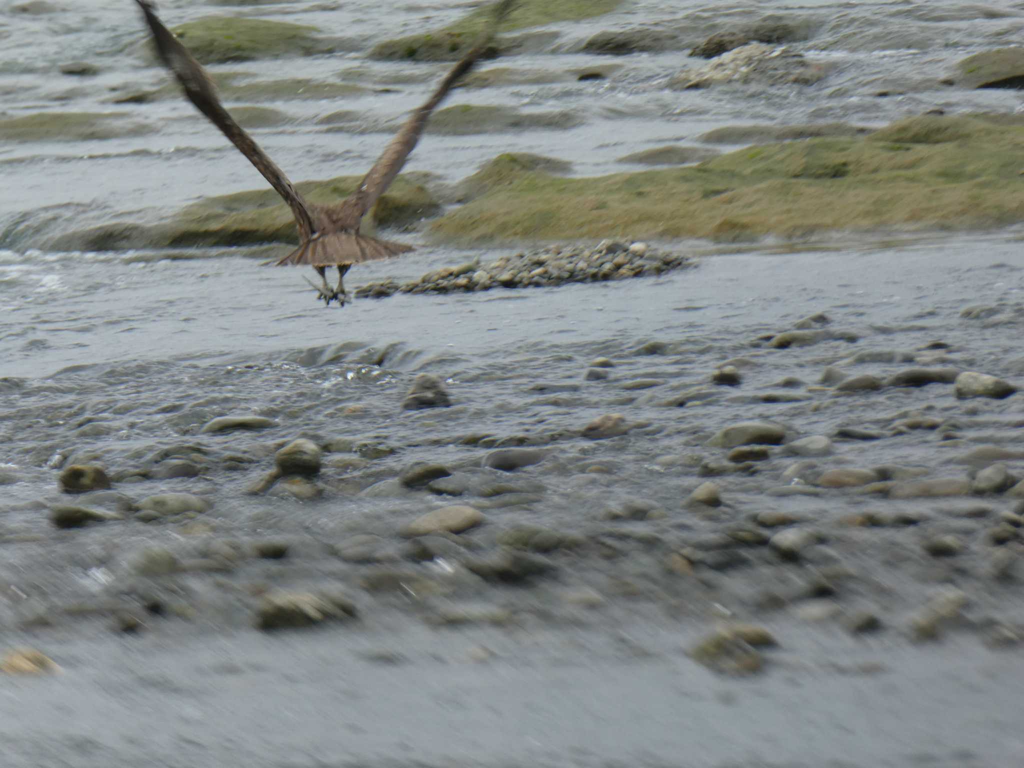 Black Kite