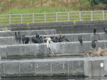 2019年6月8日(土) 多摩川二ヶ領宿河原堰の野鳥観察記録