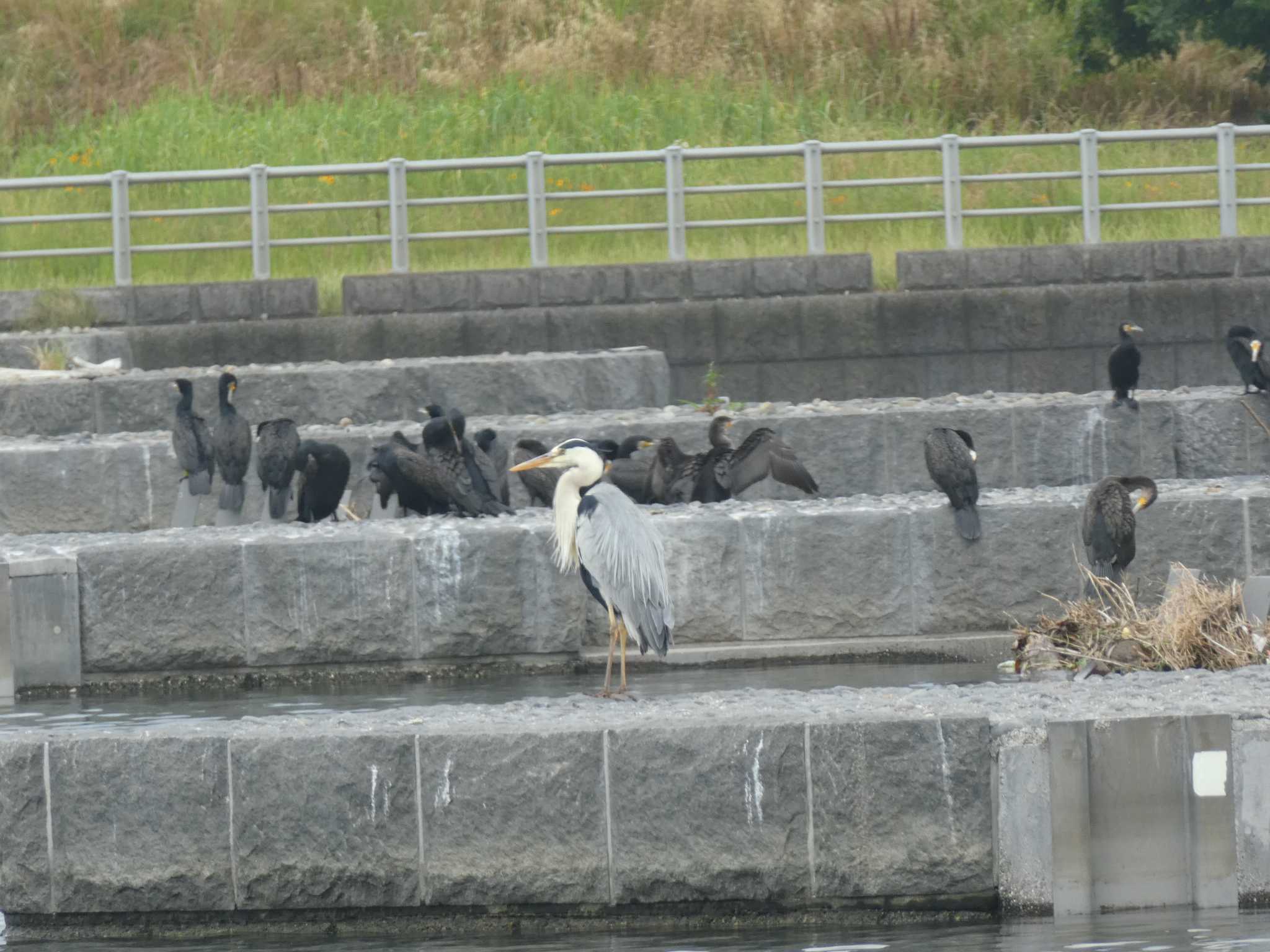 Grey Heron