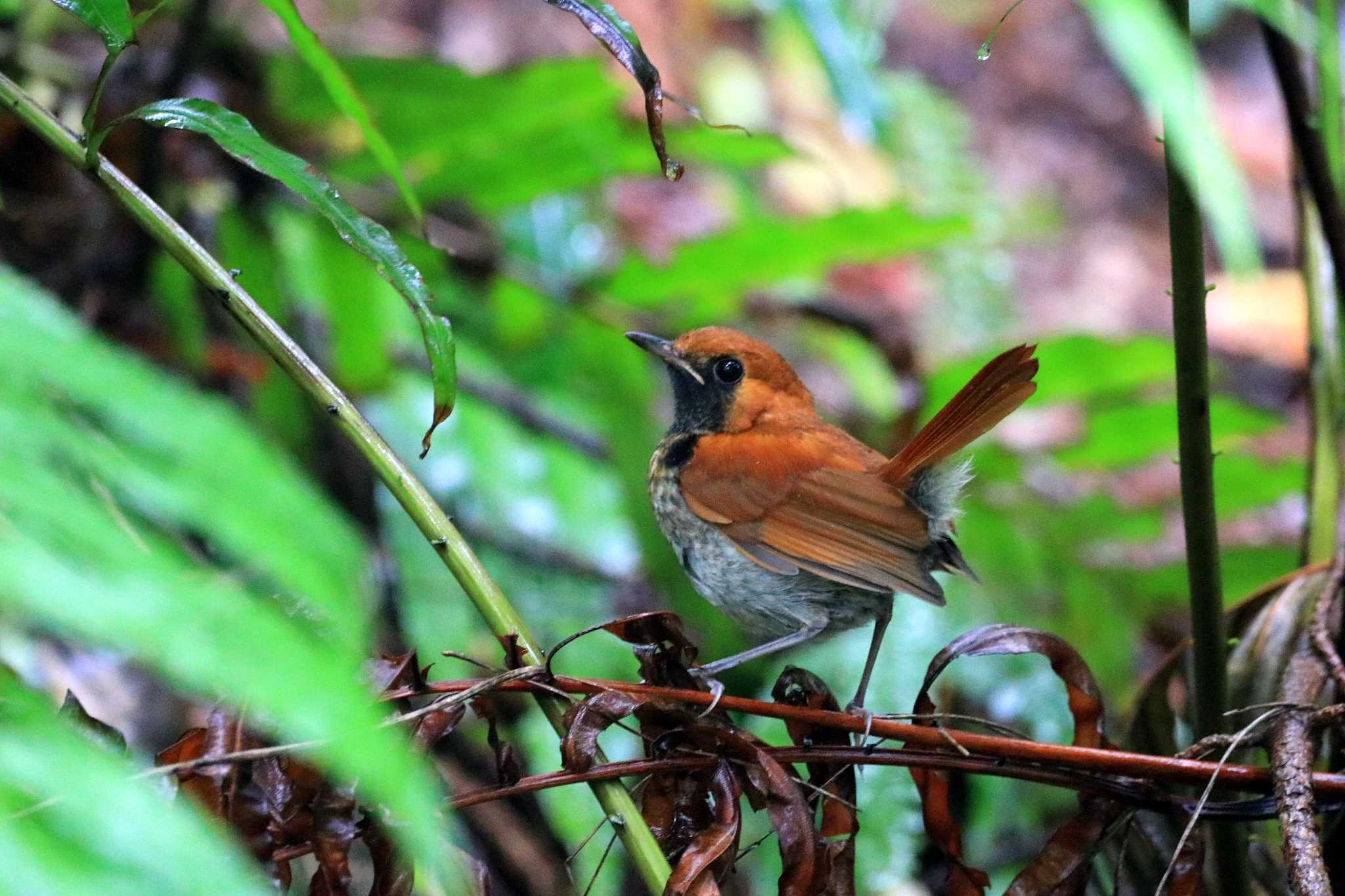 Photo of Ryukyu Robin at 辺野喜ダム by とみやん