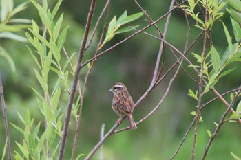 Meadow Bunting 境川遊水地公園 Sat, 6/8/2019