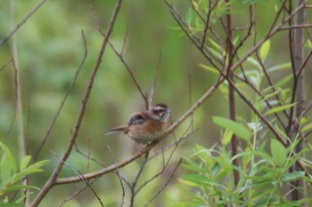 Meadow Bunting 境川遊水地公園 Sat, 6/8/2019