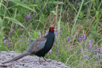 Green Pheasant 境川遊水地公園 Sat, 6/8/2019