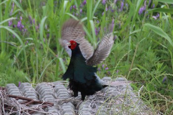 Green Pheasant 境川遊水地公園 Sat, 6/8/2019