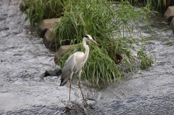 Grey Heron 境川遊水地公園 Sat, 6/8/2019