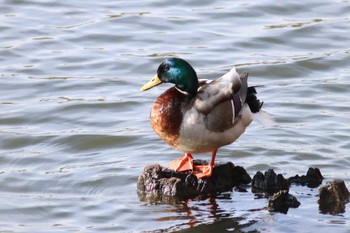 Mallard Nishioka Park Tue, 4/30/2019