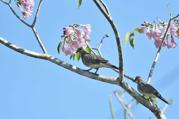 カノコバト アオパンガー国立公園 2019年2月26日(火)