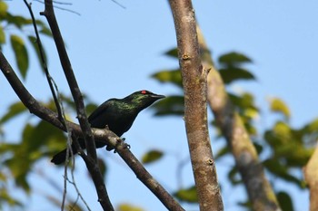 Asian Glossy Starling Ao Phang-nga NP Tue, 2/26/2019