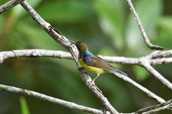 チャノドコバシタイヨウチョウ アオパンガー国立公園 2019年2月26日(火)