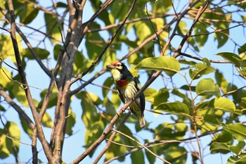 Coppersmith Barbet Ao Phang-nga NP Tue, 2/26/2019