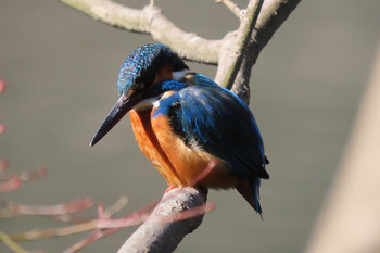 Common Kingfisher Machida Yakushiike Park Unknown Date